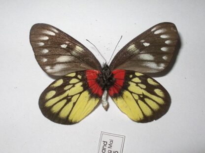 Delias henningia