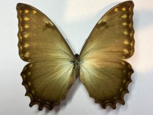 Morpho thesus thesus