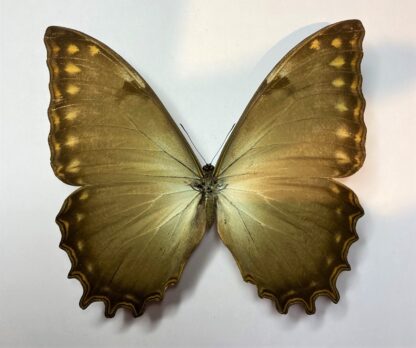Morpho thesus thesus