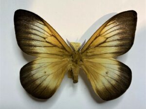 Ithomisa catherina