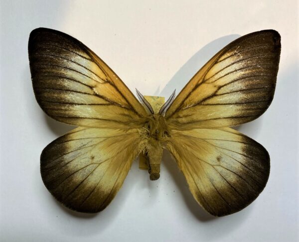 Ithomisa catherina