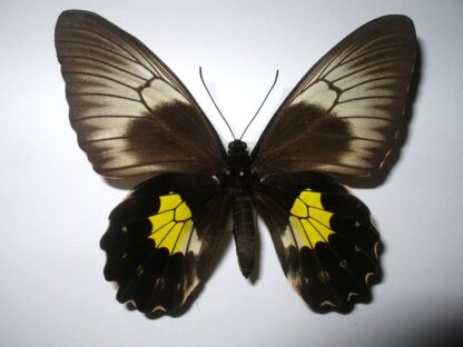 Troides plato