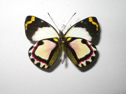 Delias mesoblema