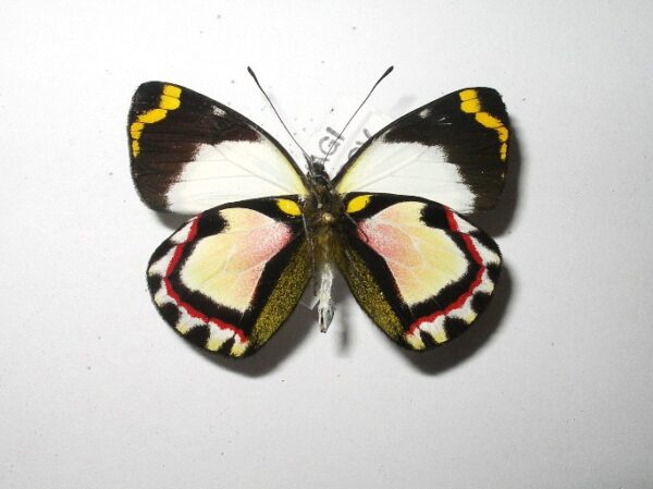 Delias mesoblema
