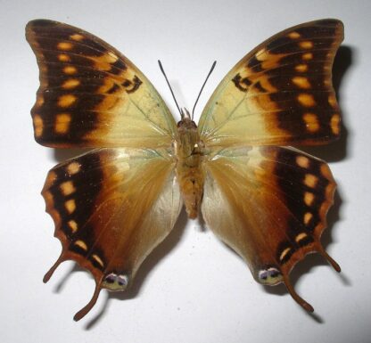 Charaxes candiope