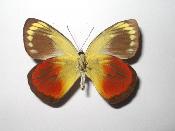 Delias caeneus