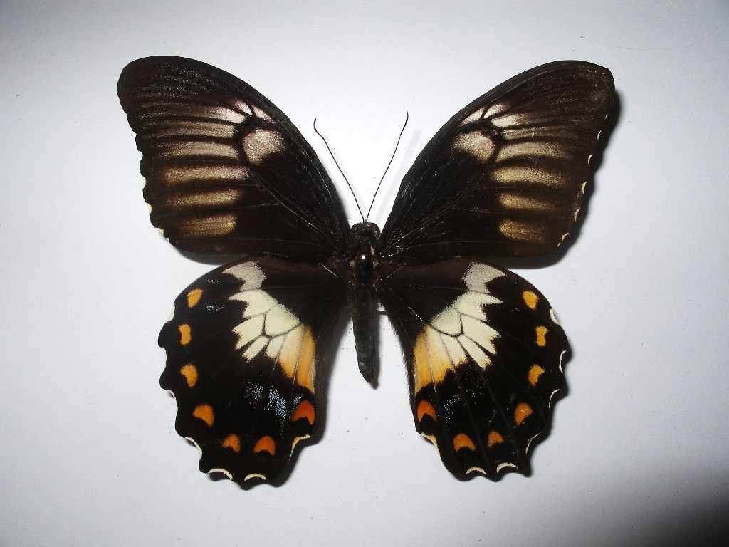 Papilio gambrisius buruanus Schmetterlingladen