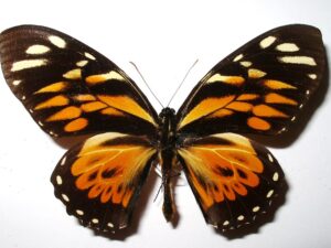Papilio zagreus