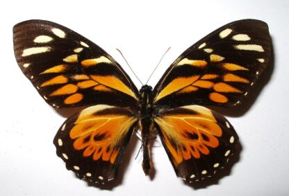 Papilio zagreus