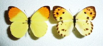 Colotis auxo