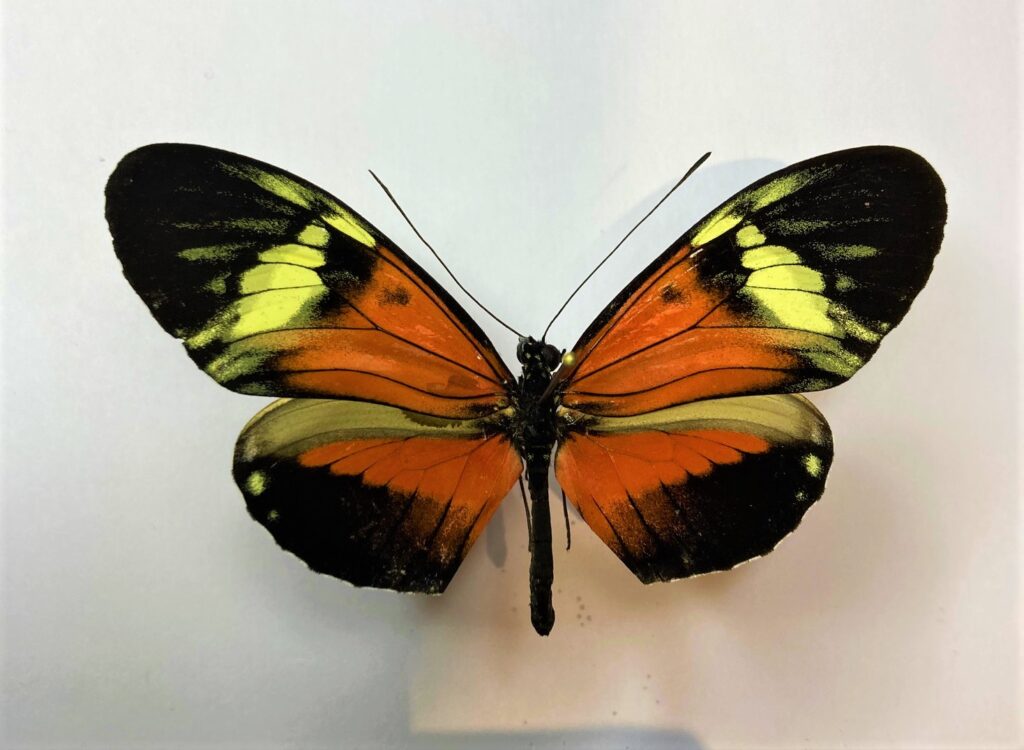 Heliconiidae