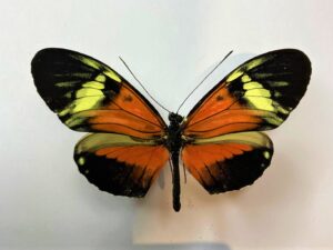 Heliconiidae