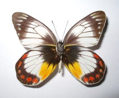 Delias mitisi