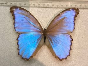 Morpho godarti