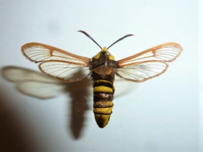 Sesia apiformis