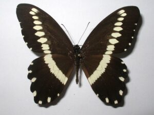 Papilio mechowi