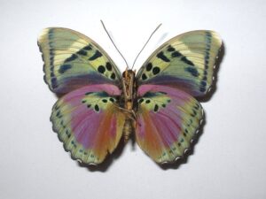 Euphaedra xypete
