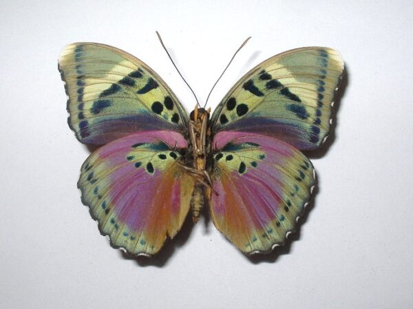Euphaedra xypete