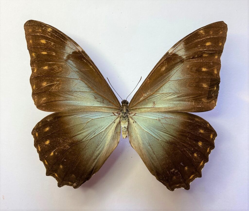 Morpho telemachus