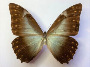 Morpho telemachus