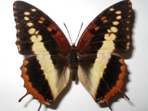 Charaxes cynthia