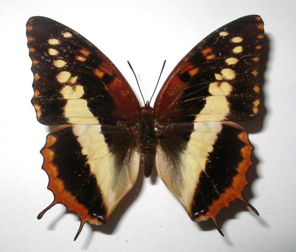 Charaxes cynthia