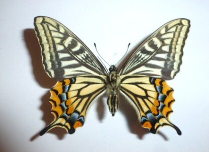 Papilio xuthus