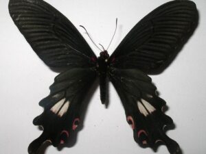 Papilio bootes