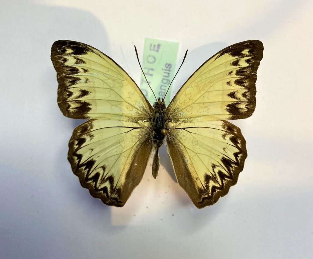 Cymothoe consanguis