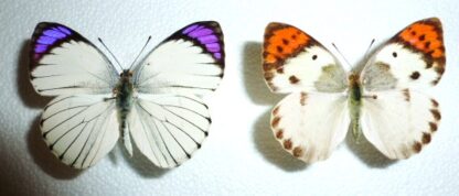 Colotis ione