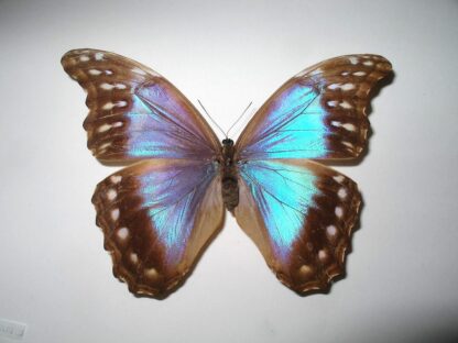 Morpho didius