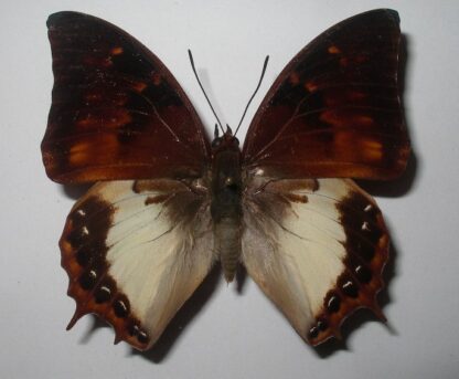 Charaxes mars madensis