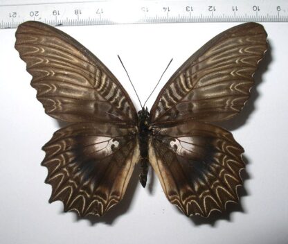 Cethosia myrina ssp.