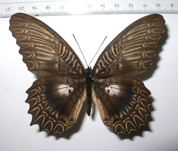 Cethosia myrina ssp.