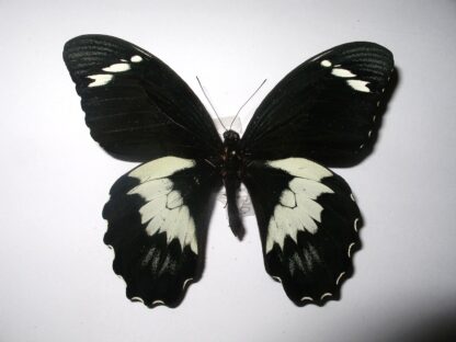 Papilio gambrisius buruanus