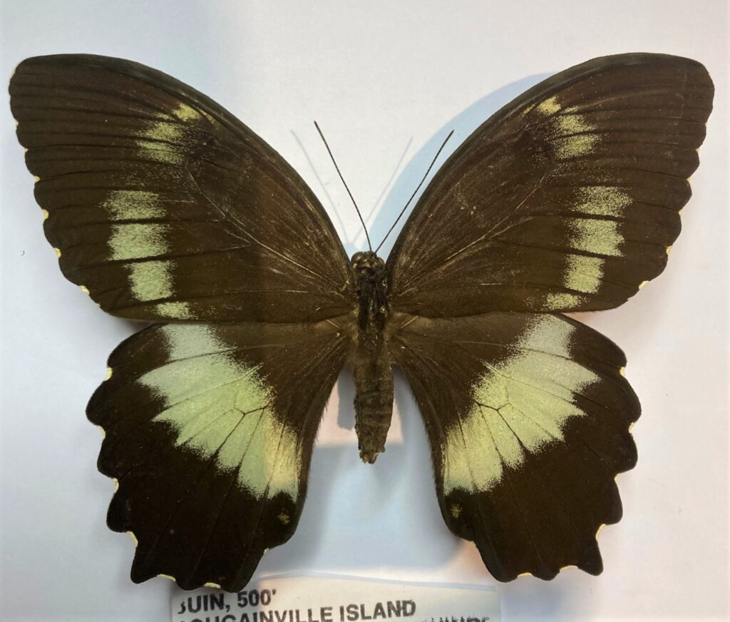 Papilio woodfordi