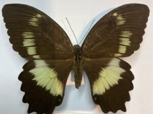 Papilio woodfordi