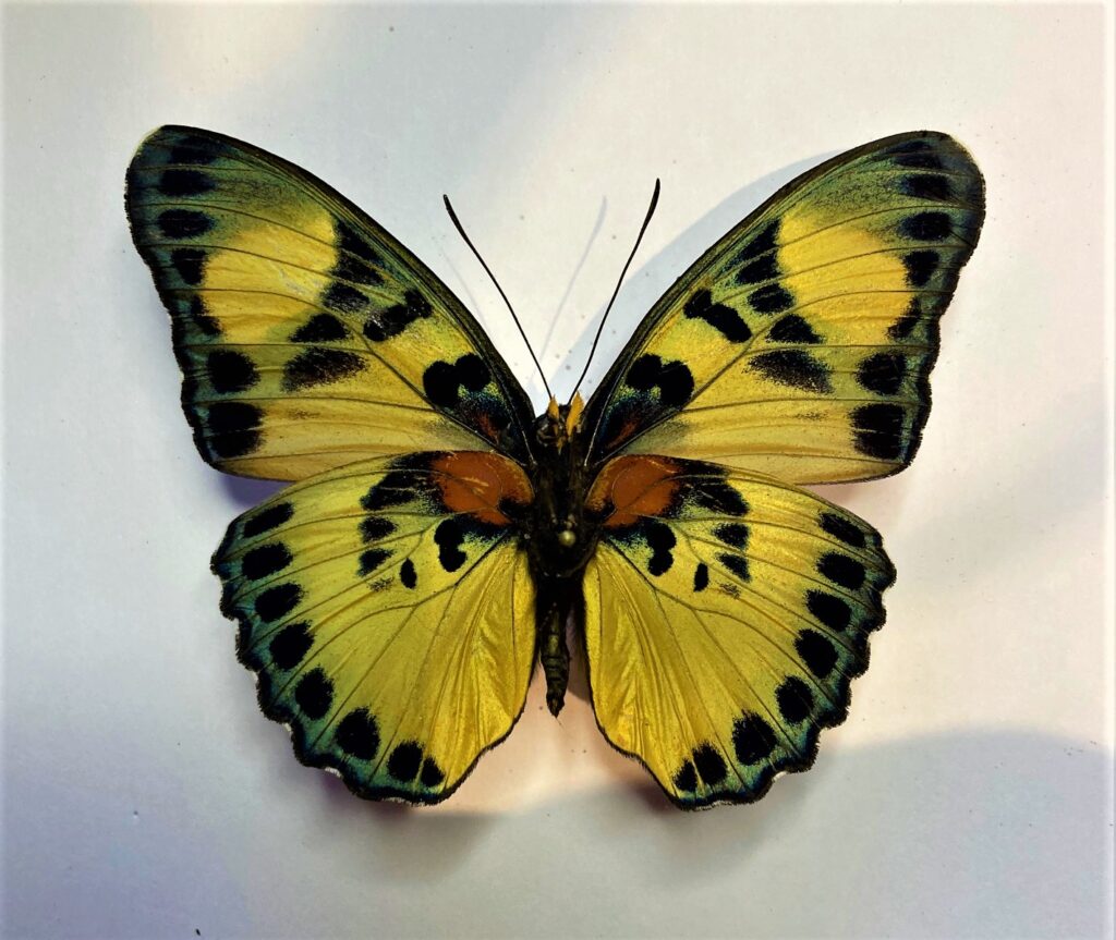 Euphaedra adonia
