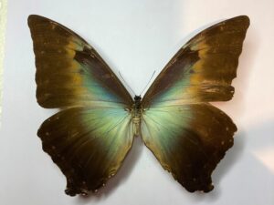 Morpho phanodemus