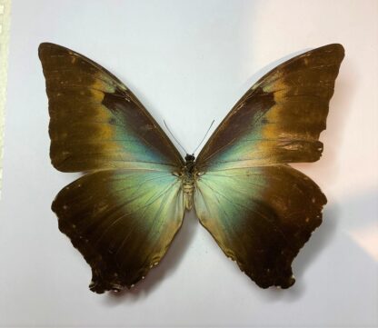 Morpho phanodemus