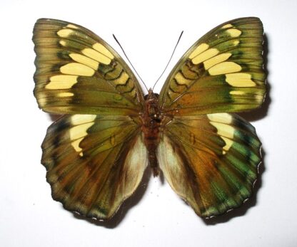 Euthalia confucius