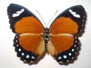 Euphaedra eleus