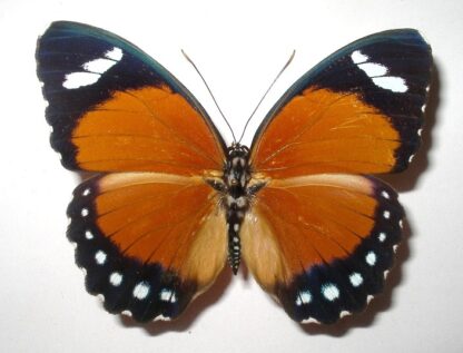 Euphaedra eleus