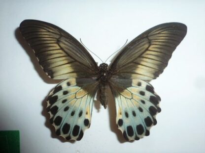 Papilio polymnestor
