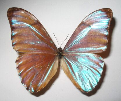 Morpho aurora