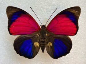 Agrias claudiana sardanapalus