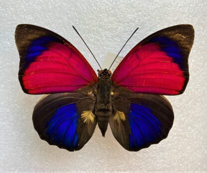 Agrias claudiana sardanapalus