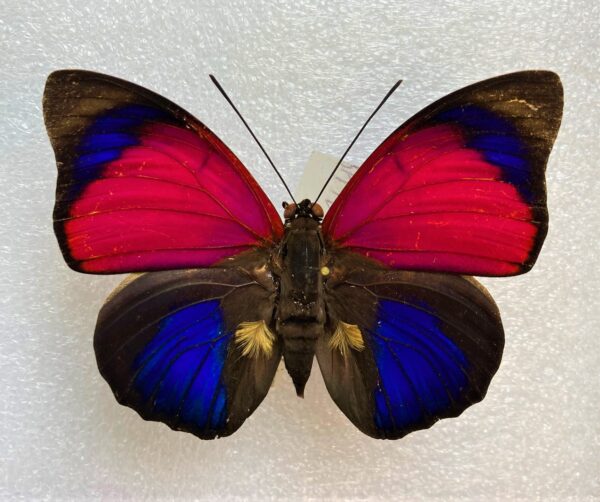 Agrias claudiana sardanapalus