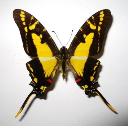 Eurytides thysastes