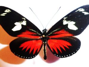 Heliconius doris